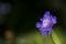 Purple Pincushion Flower