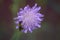 Purple pincushion flower and the bee close up, macro