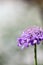 Purple Pincushion Flower Closeup