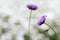 Purple Pincushion Flower Head