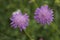 Purple pincushions Scabiosa ochroleuca