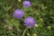 Purple pincushions Scabiosa ochroleuca