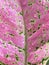 Purple and pink Aglaonema leaf