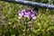 Purple pink annual honesty flower - green background blurred