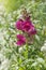 Purple pink Antirrhinum Majus Snapdragon flower portrait close up, selective focus