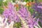 Purple pink Astilbe Chinensis `Pumila Dwarf Chinese Astilbe in summer sunny garden