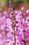 Purple & pink color bouquet of flowers in meadow. Magic pink flower on co