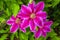 Purple pink color of clematis flower bloom blossom petal detail