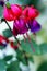 Purple pink dangling flower fuchsia blooms spring petals