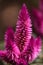 Purple pink flower of Celosia