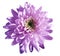 Purple-pink flower chrysanthemum, garden flower, white isolated background with clipping path. Closeup. no shadows. green centre