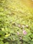 Purple or pink flower growth on blurred yellow flowers of pinto peanut field