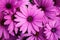 Purple pink flowers - African daisies Osteospermum