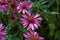 Purple pink flowers Echinacea Purpurea. Coneflower