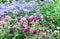 Purple and pink flowers Globe amaranth or Gomphrena globosa