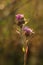 Purple-pink flowers of Greater Knapweed (Centaurea scabiosa), growing in the field in bright morning sunlight