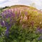 Purple and pink flowers in the green field. Crop of floral shperical panorama with sunbeam