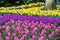 Purple, pink flowers Hyacinths and daffodil growing on the flowerbed