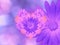 Purple-pink flowers, on pink-blue blurred background . Closeup. Bright floral composition, card for the holiday. collage of f