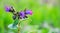 Purple and pink  flowers pulmonaria lungwort on a light green background_