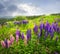 Purple and pink garden lupin flowers