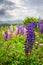 Purple and pink garden lupin flowers