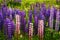 Purple and pink garden lupin flowers