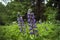 Purple and pink garden lupin wildflowers afternoon