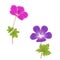 Purple and pink geranium flowers