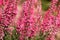 Purple pink heathers in the garden