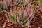 Purple and pink heathers in the garden