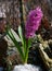 Purple pink hyacinth flower on spring stony meadow