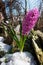 Purple pink hyacinth flower on spring stony meadow