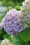 Purple-pink hydrangea, bright flowers, flower of blooming hydrangea, bushes with flowers, bright colors of hydrangea