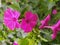Purple pink large flowers against bright foliage background