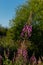 Purple pink lilac flower of fireweed on the background of a field, meadow in the warm light of sunset. Willowherb