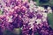 Purple and pink lilac flowers in a spring garden. Romantic season background.
