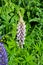 Purple and pink lupin bunch garden plants