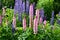 Purple and pink lupin bunch Summer period