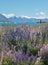 Purple and pink lupins next to the bright blue waters of Lake Pukaki, a major tourist attraction on New Zealand`s South Island