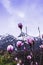 Purple pink magnolia flowers close-up against background of snow capped peaks of Caucasus mountains