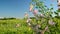 Purple pink meadow mallow flowers Malva