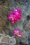 Purple pink orchard with rock background in late afternoon shade wilderness wild flowers in tropical areas