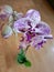 Purple pink orchids beautiful flowers white base