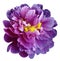 Purple-pink peony flower with yellow stamens on an isolated white background with clipping path. Closeup no shadows. For design.