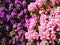 Purple and pink rhododendron, abundance of blossoms