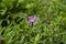 Purple pink Stokes Aster Stokesia laevis flower 2