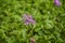 Purple pink Stokes Aster Stokesia laevis flower