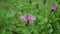 Purple pink Stokes Aster Stokesia laevis flower