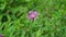 Purple pink Stokes Aster Stokesia laevis flower 4